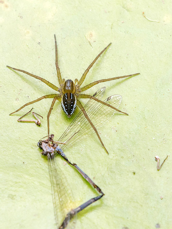 Water Spider (Dolomedes facetus) (Dolomedes facetus)